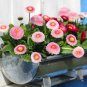 Double English Daisy Mix Bellis Perennis Super Enorma - 100 Seeds