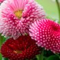 Double English Daisy Mix Bellis Perennis Super Enorma - 100 Seeds