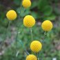 Seuss Inspired Golden Drumstick Billy Balls Craspedia Globosa - 25 Seeds
