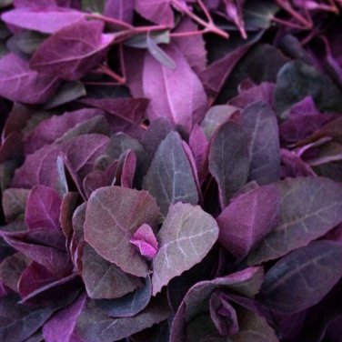 Organic Heirloom Purple Mountain Spinach Atriplex hortensis - 25 Seeds