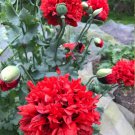Peony Poppy Scarlet Red Papaver Paeoniflorum - 50 Seeds