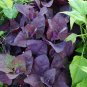 Organic Heirloom Purple Mountain Spinach Atriplex hortensis - 25 Seeds