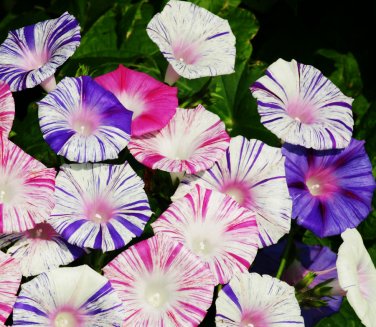 Freeform Morning Glory Carnival of Venice Ipomoea - 10 Seeds