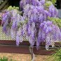 Purple Chinese Wisteria Wisteria sinensis - 5 Seeds