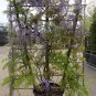 Purple Chinese Wisteria Wisteria sinensis - 5 Seeds