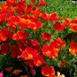 California Poppy Red Eschscholzia californica - 200 Seeds