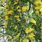 Yellow Cats Claw Herb Dolichandra Unguis cati - 10 Seeds