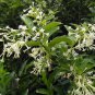 Cuttings! Fragrant Night-Blooming White Jasmine Cestrum nocturnum - 5 Unrooted Cuttings