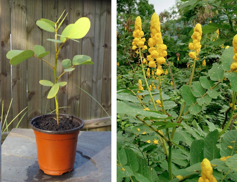 Candelabra Candlestick Flower Cassia Senna Alata 1 Live Plant 