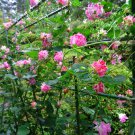 Double Ruffled Pink Morning Glory Ipomoea imperialis - 12 Seeds