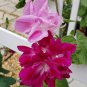 Double Ruffled Pink Morning Glory Ipomoea imperialis - 12 Seeds