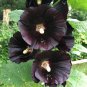 Dye Plant Heirloom Black Hollyhock Alcea Rosea Nigra - 25 Seeds