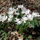 Dye Plant Hardy White Bloodroot Sanguinaria canadensis - 15 Seeds