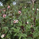 Jamaica Roselle Hibiscus sabdariffa - 10 Seeds