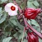 Jamaica Roselle Hibiscus sabdariffa - 10 Seeds