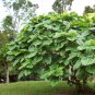 Roxburgh Fig Elephant Ear Indian Fig Ficus auriculata - 30 Seeds
