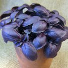 Almost Black Basil Purple Organic Heirloom Kitchen Herb Ocimum basilicum – 50 Seeds