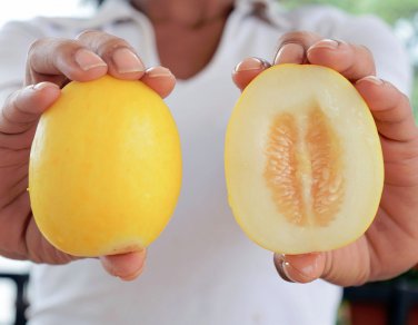 Rare Heirloom Melon Mango Vine Peach Cucumis melo var. chito â�� 25 Seeds