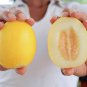 Rare Heirloom Melon Mango Vine Peach Cucumis melo var. chito – 25 Seeds