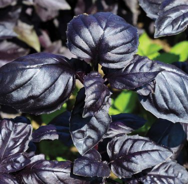 Organic Heirloom Kitchen Herb Almost Black Basil Ocimum basilicum Amethyst â�� 50 Seeds