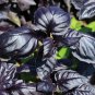 Organic Heirloom Kitchen Herb Almost Black Basil Ocimum basilicum Amethyst – 50 Seeds
