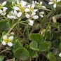 True Spoonwort Organic Scurvygrass Rare Cochlearia officinalis – 50 Seeds