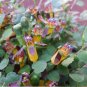 Exotic Creeping Fuchsia Fuchsia procumbens - 10 Seeds