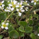 Wild Hardy Scurvygrass Organic Spoonwort Rare Cochlearia officinalis – 50 Seeds