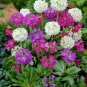 Seuss Inspired Showy Drumstick Primrose Mix Primula denticulata - 25 Seeds