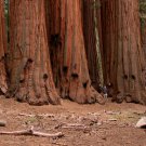 California Giant Sequoia Wellingtonia Sequoiadendron giganteum - 40 Seeds