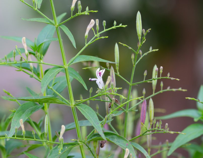 Rare Medicinal Herb Creat King of Bitters Organic Kalmegh Andrographis paniculata - 60 Seeds