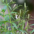 Rare Medicinal Herb Creat King of Bitters Organic Kalmegh Andrographis paniculata - 60 Seeds