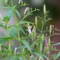 Rare Medicinal Herb Creat King of Bitters Organic Kalmegh Andrographis paniculata - 60 Seeds