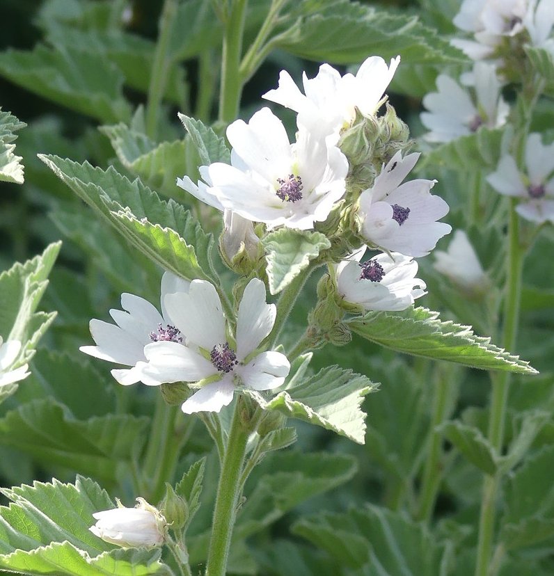 Medicinal Marshmallow Herb Organic Althaea officinalis 80 Seeds