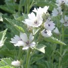 Medicinal Marshmallow Herb Organic Althaea officinalis - 80 Seeds