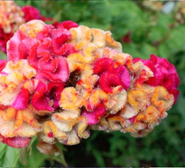 Kurume Corona Cockscomb Celosia argentea Cristata - 30 Seeds