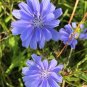 Blue Chicory Organic Herb Cichorium intybus - 300 Seeds