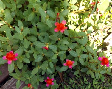 Cuttings! Succulent Cinderella Purslane Red Magenta Double Portulaca ...