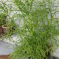 Cuttings! Succulent Pencil Cactus Euphorbia tirucalli – 5 Unrooted Cuttings