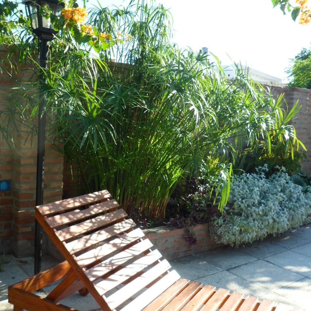 Tall Umbrella Grass Cyperus Alternifolius / Papyrus - 2 Rooted Live ...