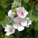 Edible Flowers Organic Marshmallow Althaea officinalis - 80 Seeds