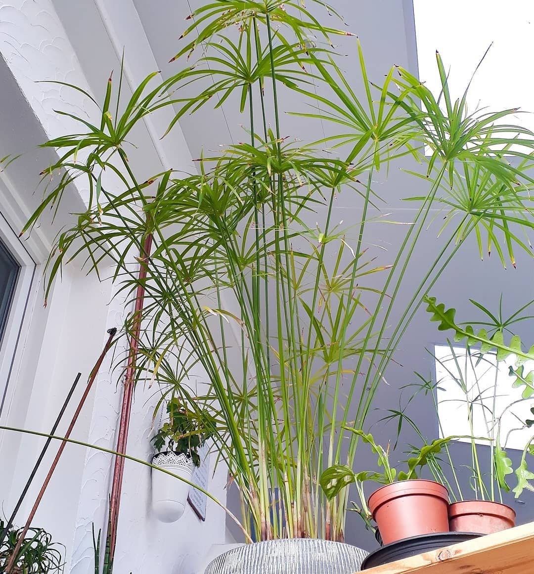 Tall Papyrus Umbrella Grass Cyperus Alternifolius - 1 Live Starter Plant