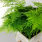 Feathery Lace Fern Asparagus setaceus plumosus nanus - 10 Seeds