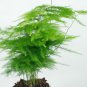 Feathery Lace Fern Asparagus setaceus plumosus nanus - 10 Seeds