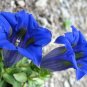 Alpen Enzian Blue True Gentian Gentiana acaulis - 40 Seeds