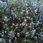 Organic Rosemary Kitchen Herb Heirloom Salvia Rosmarinus officinalis - 40 Seeds