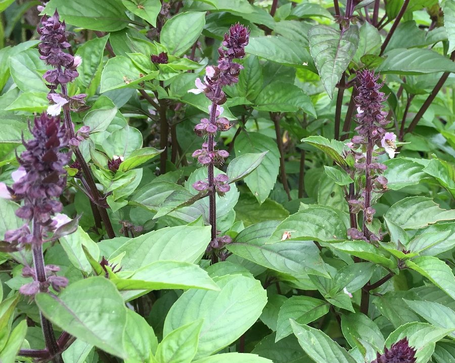 Organic Mexican Cinnamon Basil Ocimum basilicum cinnamon - 50 Seeds