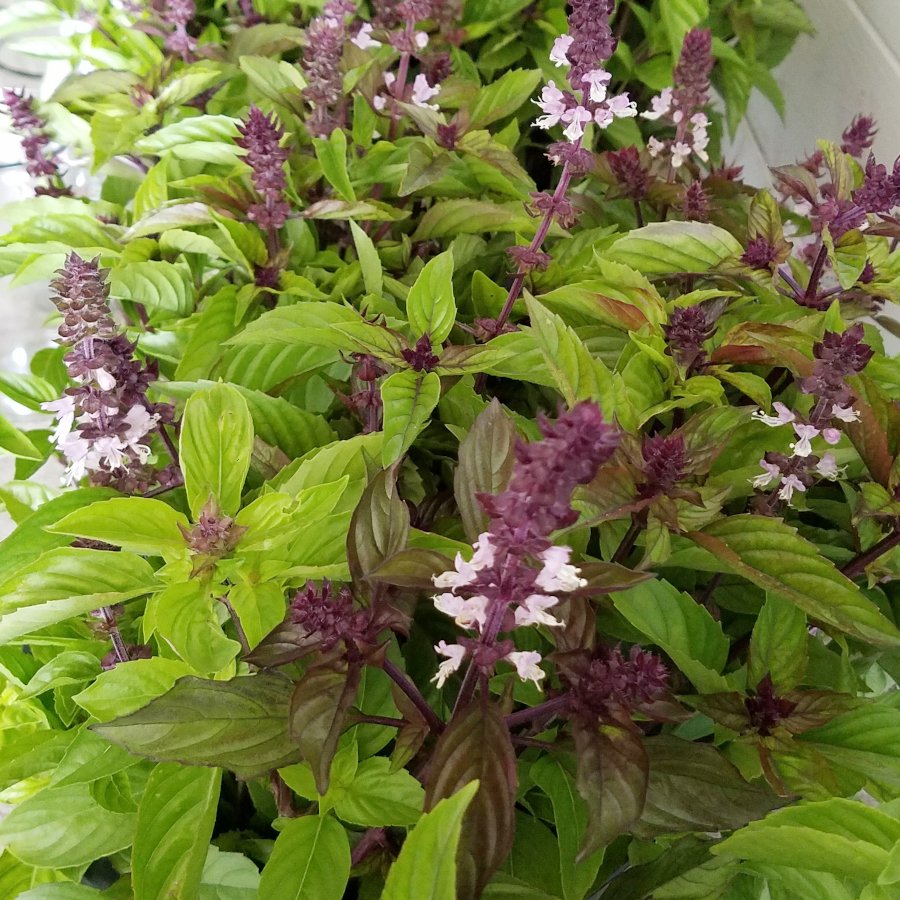 Organic Mexican Cinnamon Basil Ocimum basilicum cinnamon 50 Seeds