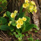 Medicinal Herb Yellow Cowslip Primrose Primula veris officinalis - 40 Seeds