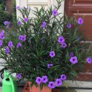 Electric Purple Tall Mexican Petunia Ruellia simplex - 5 Live Rooted Cuttings